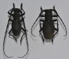 Morimus asper